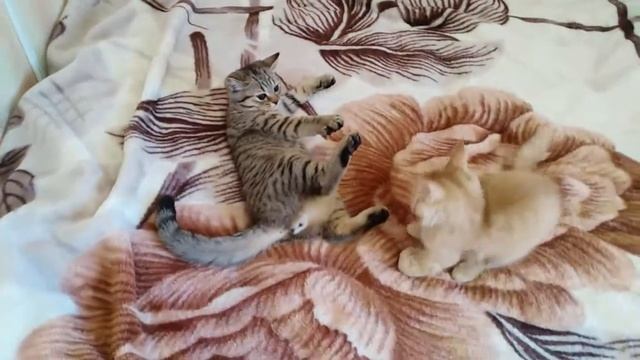 Драка котов. Борьба за диван. Светлые или тёмные. Кто кого..mp4