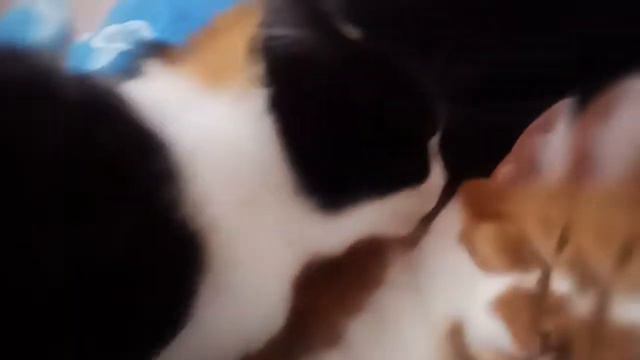 Котики.Рыжий.Соня.Любовь-это...