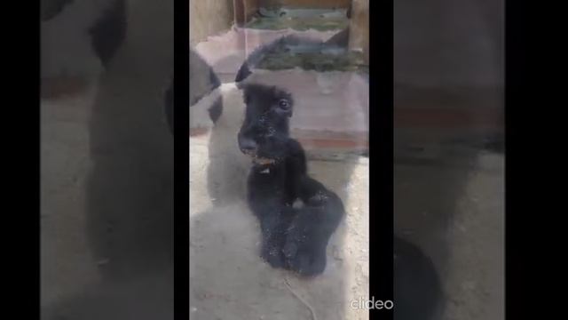 щенки вео