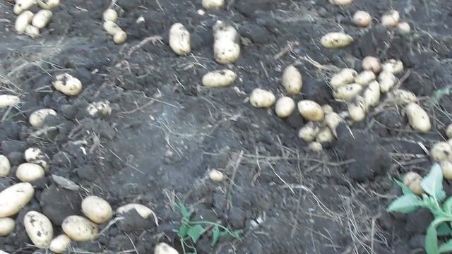 21. 08. 19г.  КАРТОФЕЛЬ " ГРАНАДА"