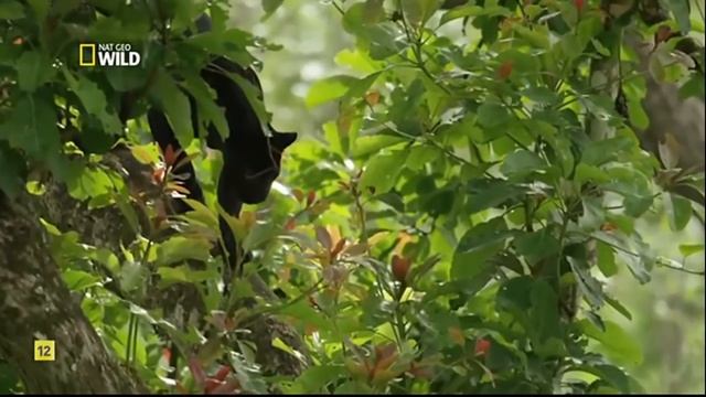 LA PANTERA NEGRA ?⚫| DOCUMENTAL de ANIMALES HD |  Nat Geo Wild
