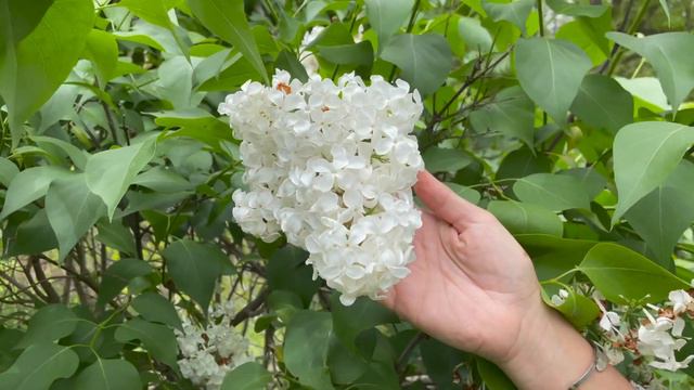 Flowers For My Spring Garden