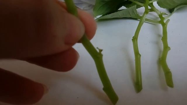 Укоренение черенков после обрезки бальзамина посадка перевалка подкормка. Часть 2.