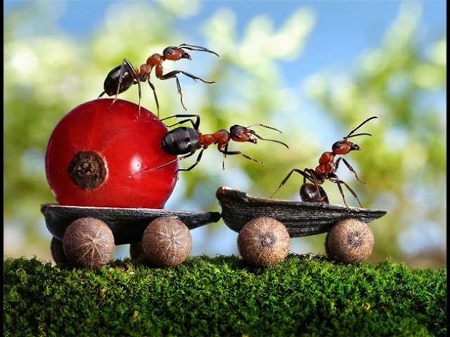 ИНТЕРЕСНЫЕ Факты о МУРАВЬЯХ