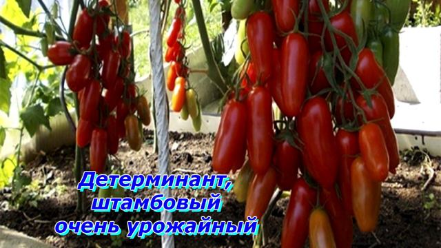 Пошуршим пакетиками ?  Очередные новые семена !