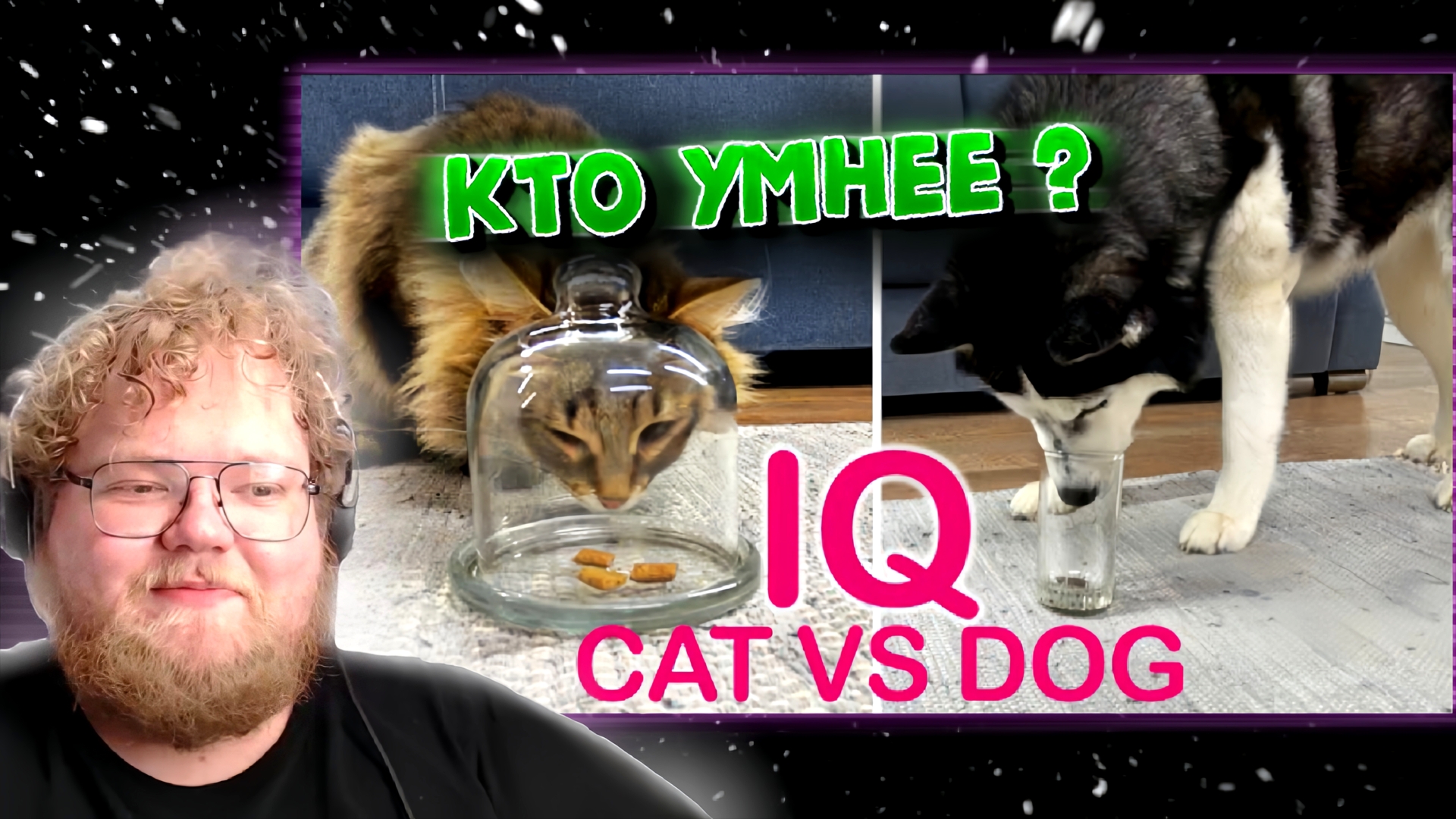 "Т2х2 СМОТРИТ: Is A Dog Really Smarter Than A Cat? I Check the IQ of My Husky And Kitty