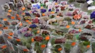 ВЫСТАВКА ФИАЛОК в городе Харьков, июнь 2018. Exhibition of violets in Kharkov.