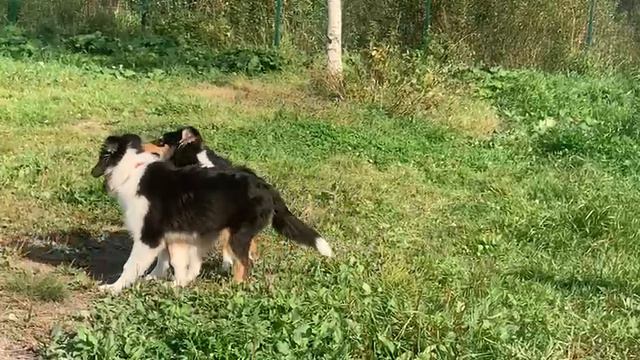 Вальдо и Вакар, 4.5 месяца - 1