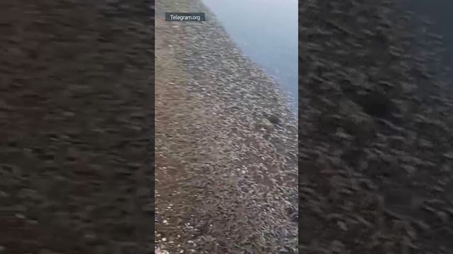 На берег Амурского залива выбросило тысячи мёртвых креветок

Это произошло на побережье в районе