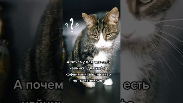 вопросы от кота Василия