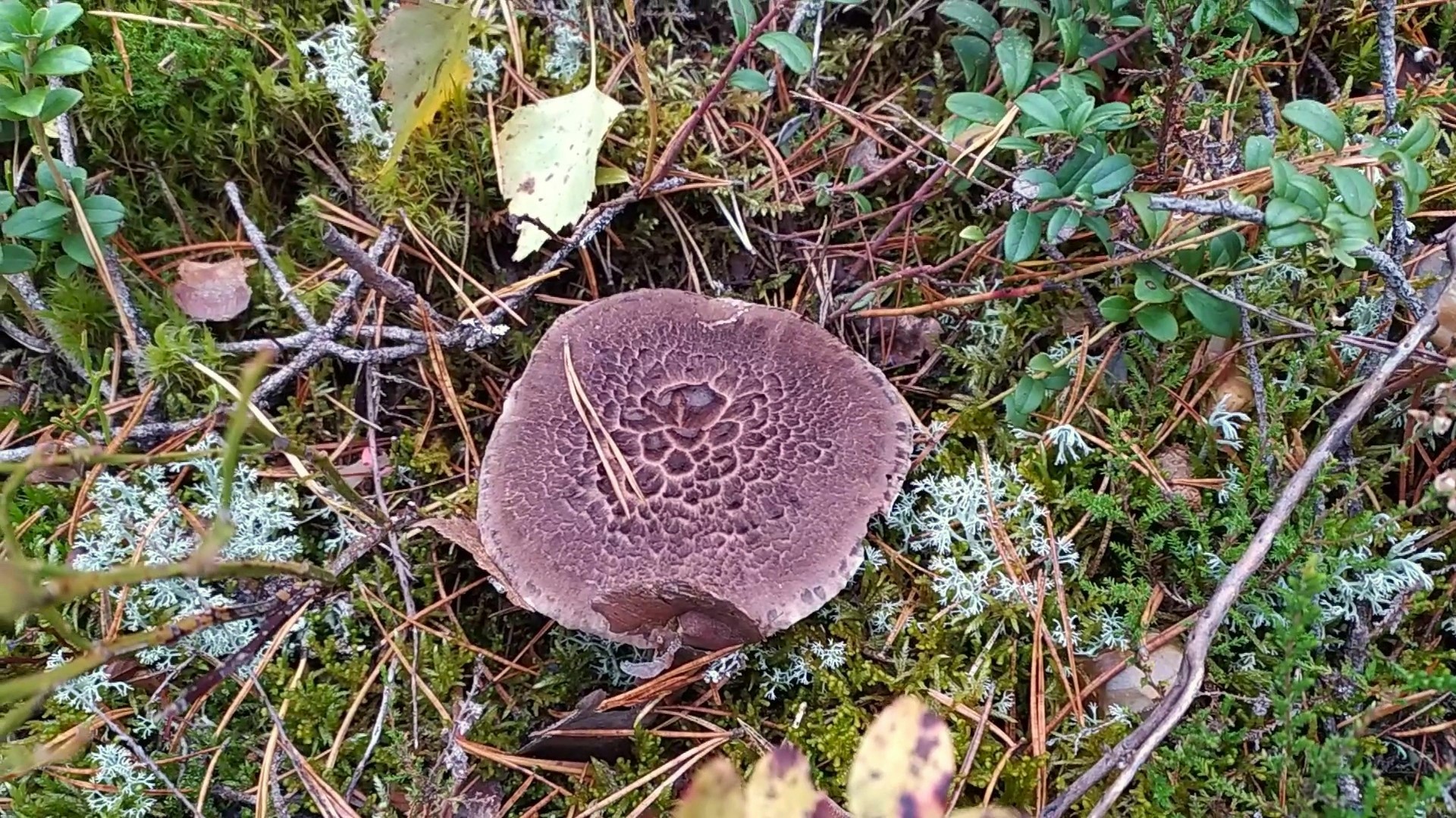Ежовик пёстрый (Sarcodon imbricatus). Как выглядит гриб на месте произрастания.