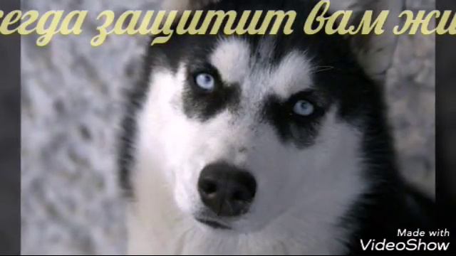 Мои любимые животные няяяя :3