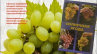 Видеообзор «Виноградная лоза творит чудеса»