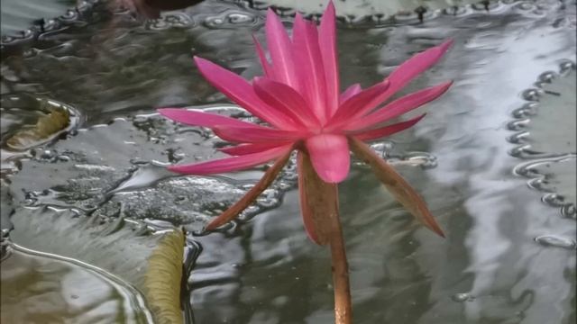A Beautiful Chinese Music for doing your HEALTH QIGONG early morning !