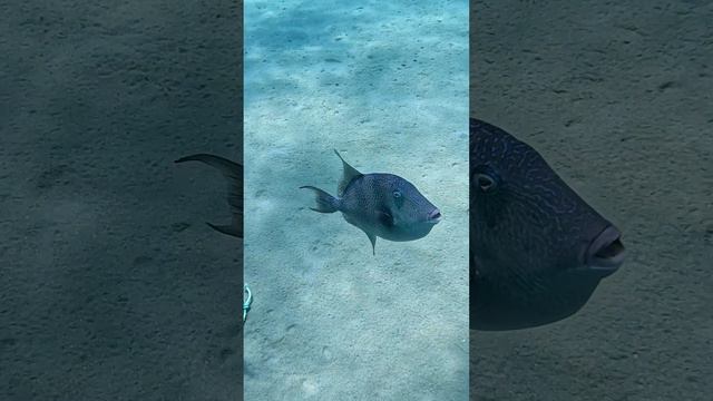 Triggerfish