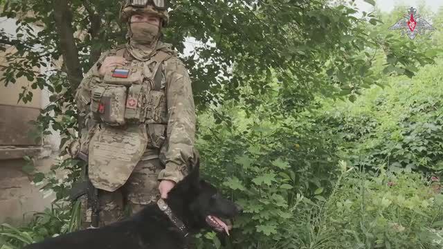 овчарка по кличке Амур командир артиллерийского орудия  «Яндекс» рассказывает о своем питомце