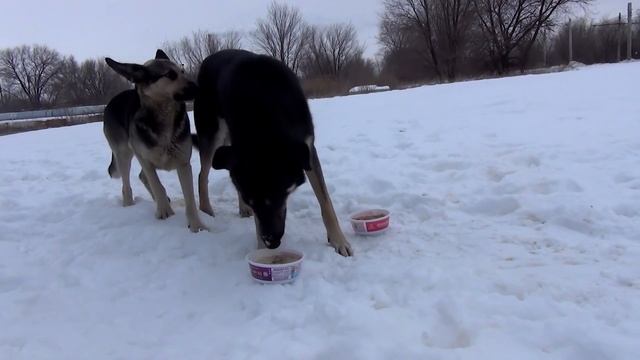 Русские собаки пробуют Китайскую Еду! / Dogs eat the Chinese food Experiment