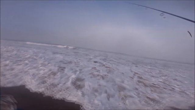 Oregon coast surf fishing - Gulp sandworm rig setup for surf perch