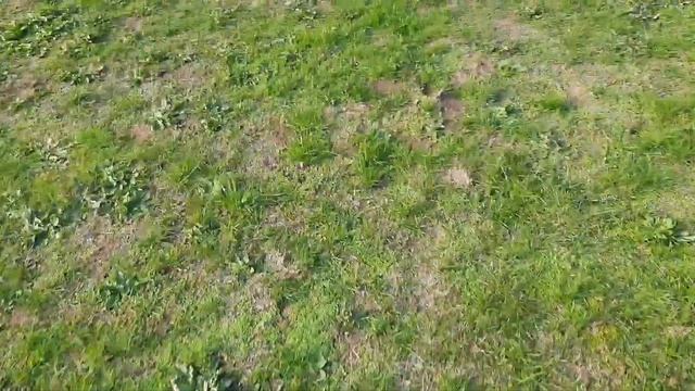 решила вспахать землю, клумбы, готовлюсь к зиме, #огород, накопала червей? #помидоры