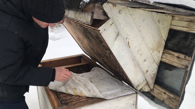 Как зимуют пчёлы. Жизнь в тверской области