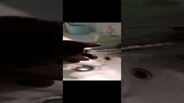 что с ней делать? как поймать?