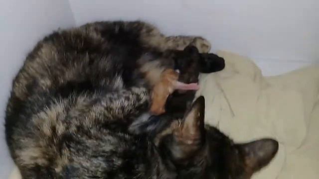 Счастье привалило 2. Родился котёнок живой.