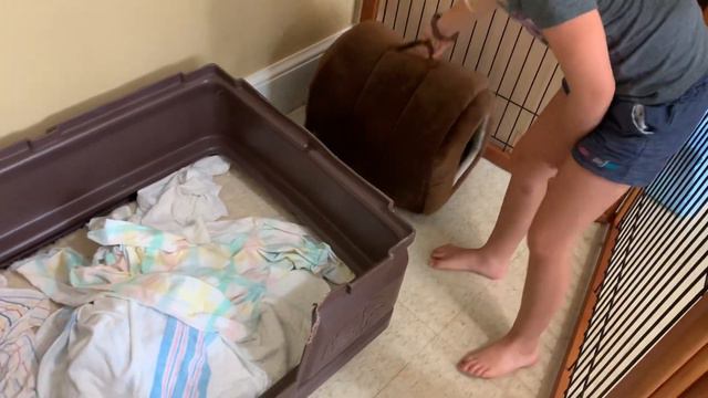 4-week old Coton de Tulear Puppies