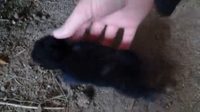 мой старый видео про кроликов кролики милашки