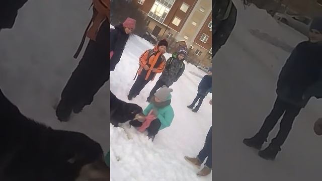 Собака грабитель отберает шарф