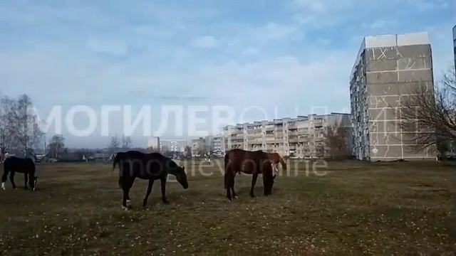 Что-то давно не было видно могилевского табуна. А вот он, на Симонова