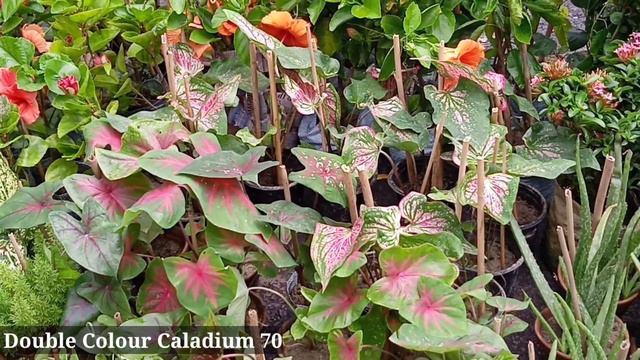 Portulaca Flower Plant Double Colour Caladium Plant Chinese Evergreen Crape Myrtle Plant, Talahat