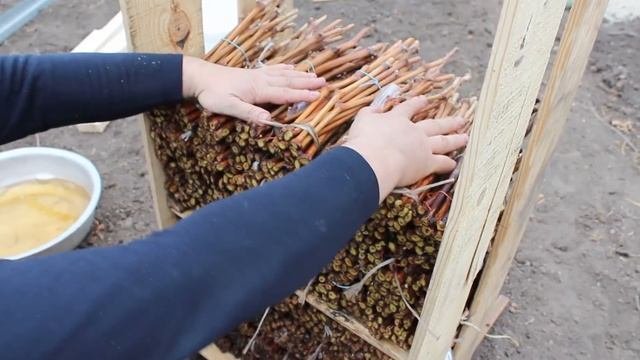 Закладка чубуков в кильчеватор в большых объемах устройство для укоренения чубуков винограда
