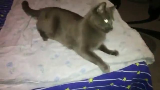 Котик играет с пультом от радиоуправляемой машины.