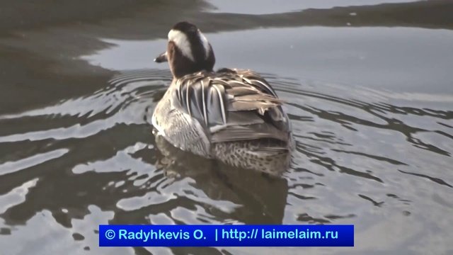 Чирок-трескунок на Москва-реке