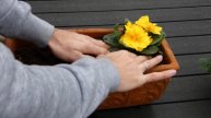 Primula Acaulis Pflanzen – Primeln richtig einpflanzen – Standort, ab wann, Abstand, Tiefe, Frost