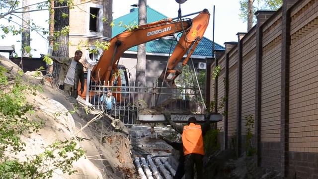 Роют землю рядом с вековыми соснами в районе Бердской косы