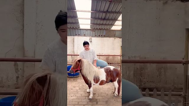 shetland Pony Stallion Wish Qianqian Student Immediate Success