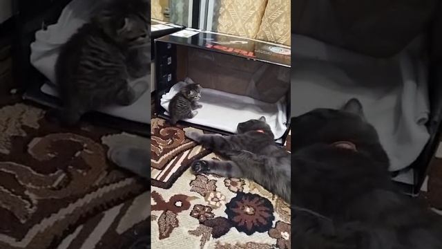 гоке
