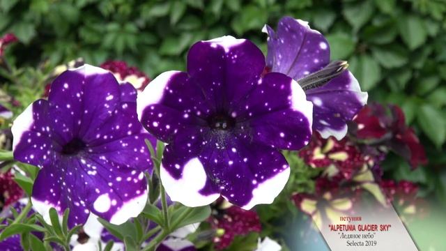 Лучшие цветы мира. Петуния "AlpeTunia Glacier Sky" ("Ледяное небо") . Компания Selecta 2019.