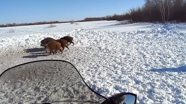 Охота на кабана 2