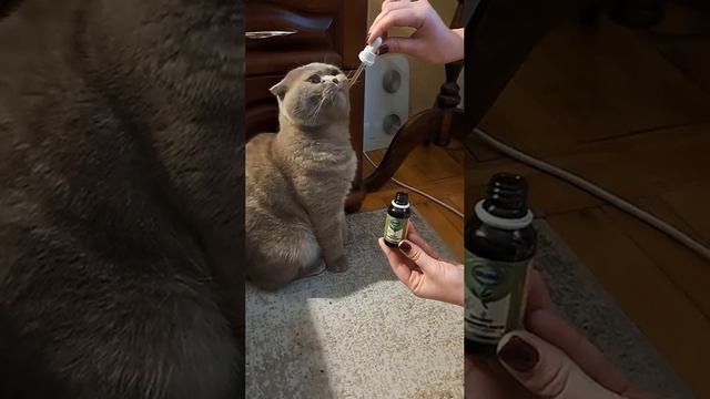 Коты так же любят оливу
