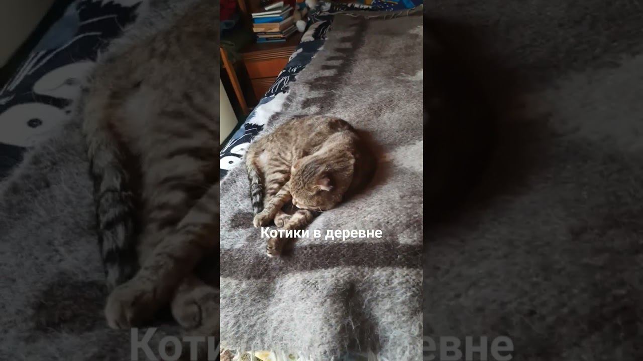 Котики в деревне