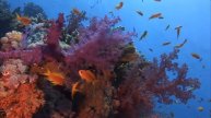 Обитатели Красного моря. Музыка Сергея Грищука.