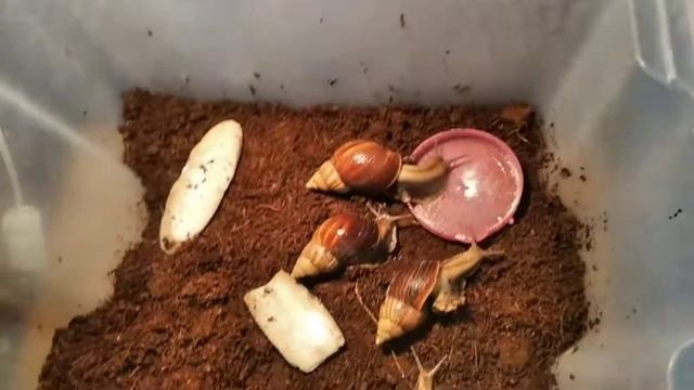 Мои улитки ахатины ,уход и содержание.