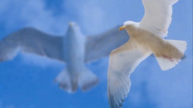  Full Audio-Book  Jonathan Livingston Seagull By Richard Bach Timeless Spiritual Classic