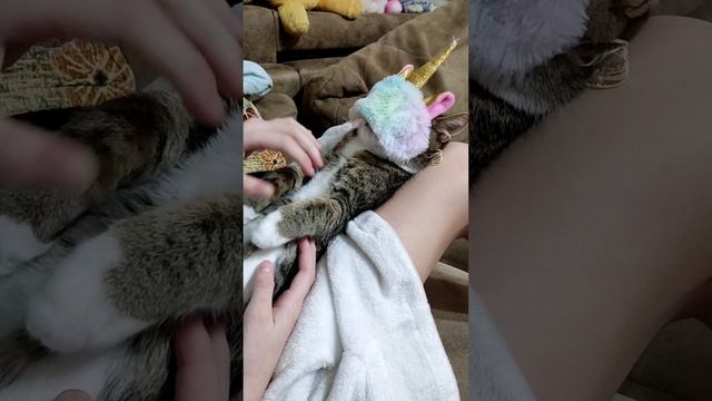 Мысли нашей кошки. 