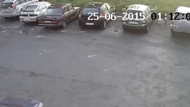 В Кондопоге стая собак напала на парковку