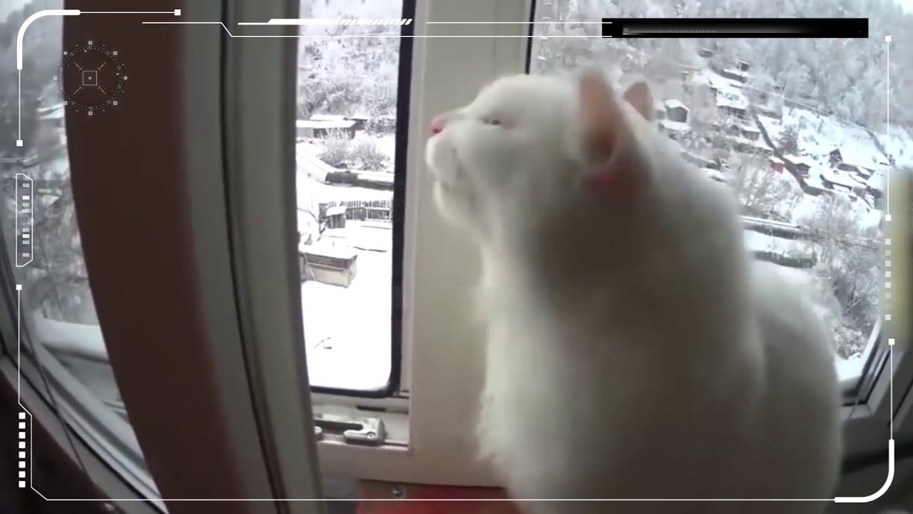 Пушистый клип (funny animals music)