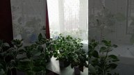 Петуния ампельная. Подкормка ХЛОРЕЛЛОЙ.