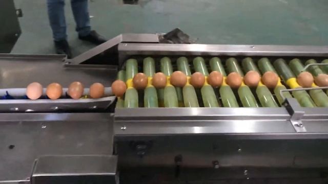 Линия автоматической упаковки яиц в лотки по 30 шт. модель: 710 Farm Packer